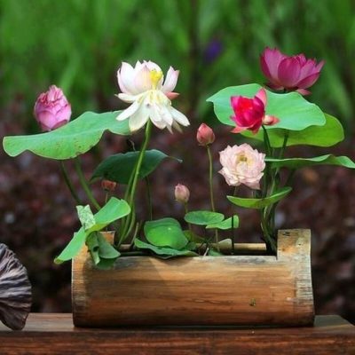 Premium Bonsai Lotus Flower Seeds (10 Seeds/Pack)