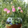 Premium Bonsai Lotus Flower Seeds (10 Seeds/Pack)