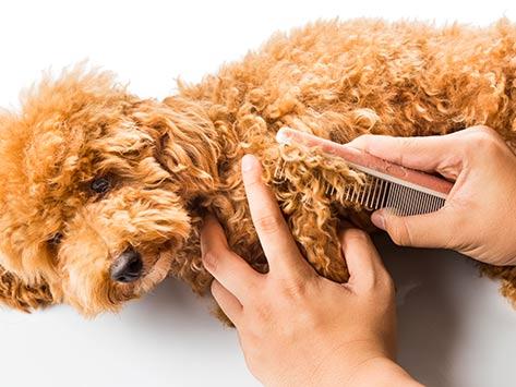 PetMarvel Fur Detangling Serum,shampoo and conditioner,detangling spray,highly recommended,pet's coat