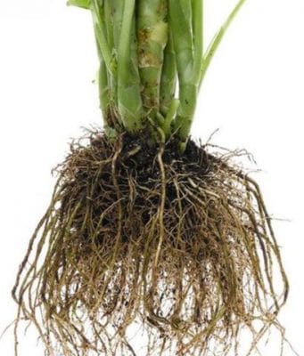 Rapid Rooting Powder,Best Rooting Hormone,Rooting Hormone Powder,Rooting Powder,Diy Rooting Hormone