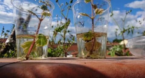 Rapid Rooting Powder,Best Rooting Hormone,Rooting Hormone Powder,Rooting Powder,Diy Rooting Hormone, GrowPro™ Rapid Rooting Powder