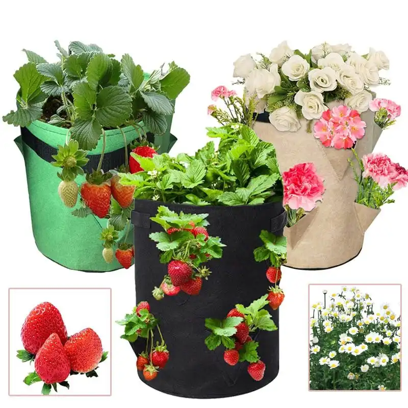 Strawberry Growing Bag
