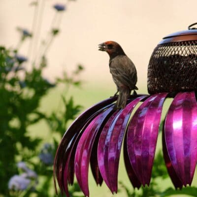 Coneflower Hummingbird Feeder,BIRD FEEDING,BIRD SEED,backyard feeder bird,HUMMINGBIRD FEEDER STAND