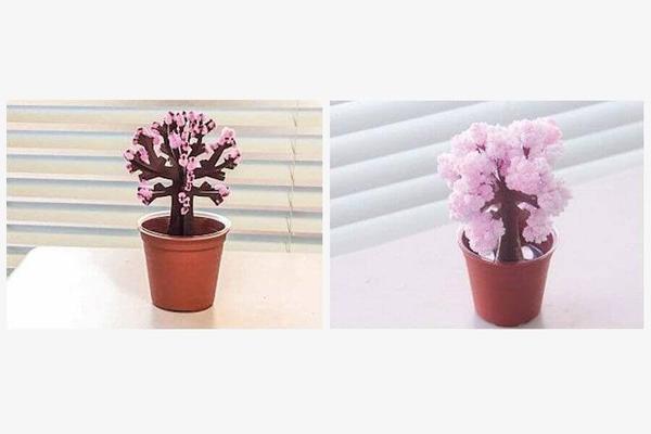 Magic Growing Tree,colorful flowers,paper tree,magic paper tree