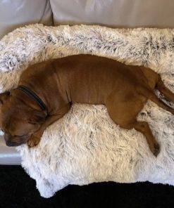 COZY BED,Calming Bed,Protector Calming Bed,Official Furniture Protector Calming Bed,Cozy Bed – Official Furniture Protector Calming Bed