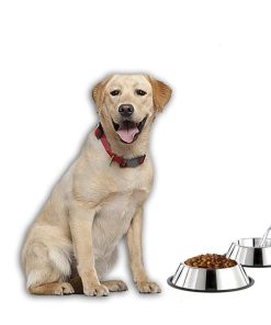 Stainless Steel Dog Bowl,Dog Bowl,Stainless Steel