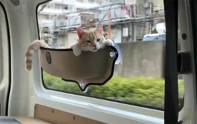 Cat Window Bed Hammock,Cat Window Bed,Window Bed Hammock,Window Bed,Cat Window