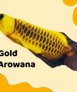 Chotatuna Floppy Moving Fish Toy,Floppy Moving Fish Toy,Moving Fish Toy,Fish Toy,Chotatuna Floppy Moving