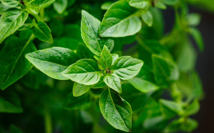 marjoram substitute