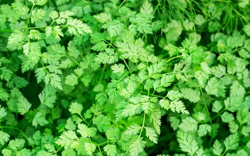 Tarragon Substitute,Fresh Tarragon,Dried Tarragon,Russian Tarragon