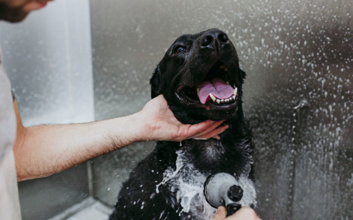 Black German,Black German Shepherd,German Shepherd