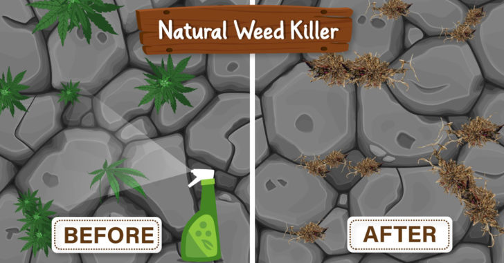 Homemade Weed Killer