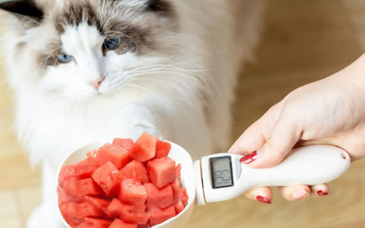 Cats Eat Watermelon,Can Cats Eat Watermelon