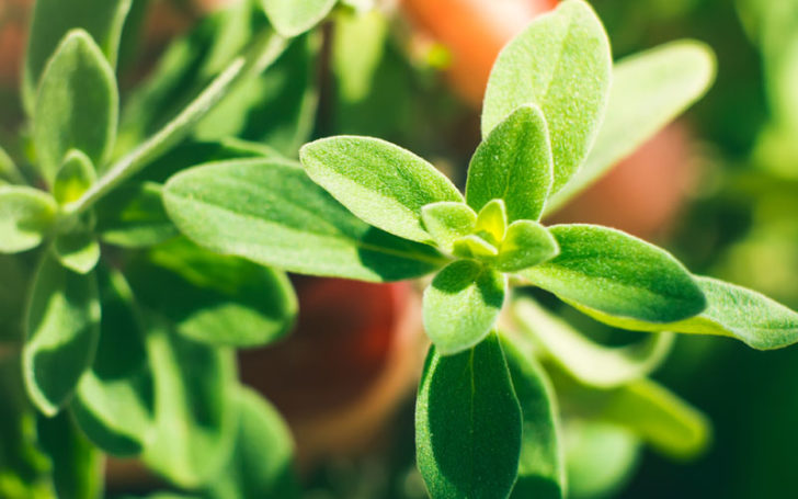 marjoram substitute