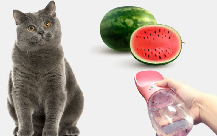 Cats Eat Watermelon,Can Cats Eat Watermelon