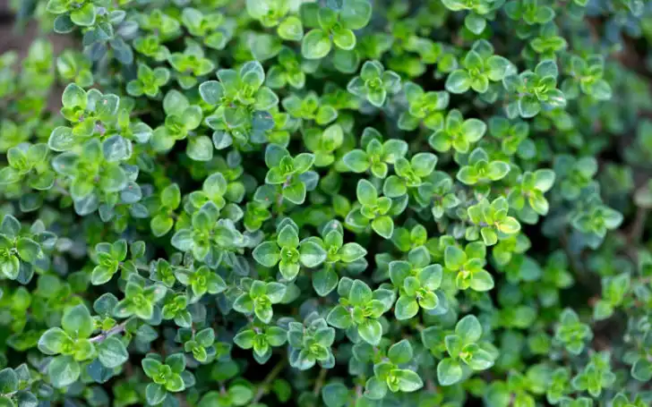 marjoram substitute