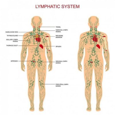 Lymphatic Drainage Ginger Oil,Plant Therapy Oil,Ginger Oil,Lymphatic Drainage,Plant Therapy