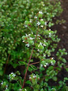 marjoram substitute