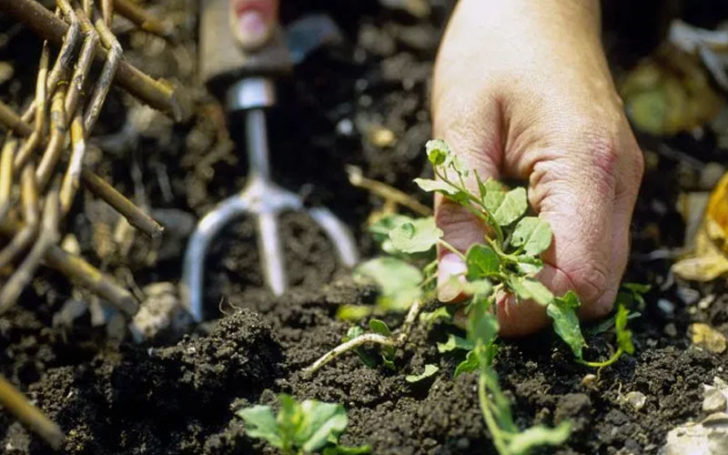 Homemade Weed Killer