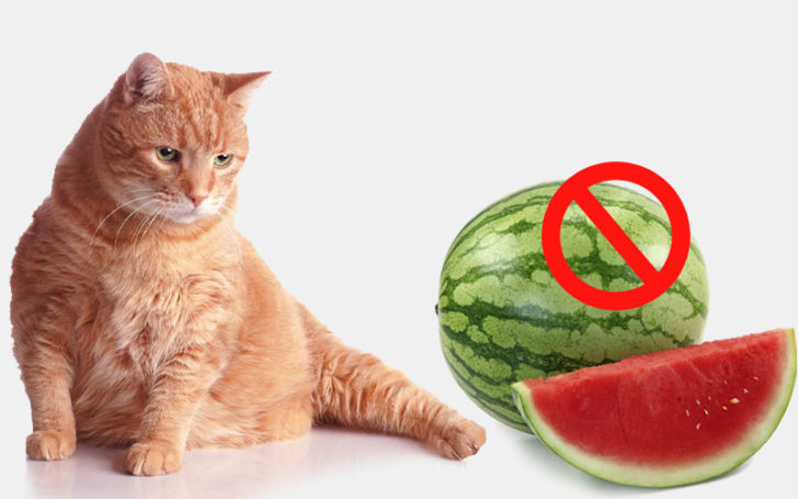 Cats Eat Watermelon,Can Cats Eat Watermelon