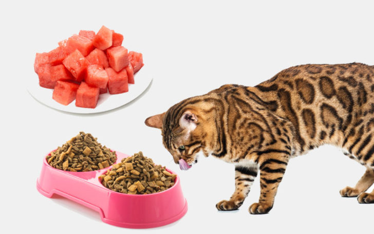 Cats Eat Watermelon,Can Cats Eat Watermelon