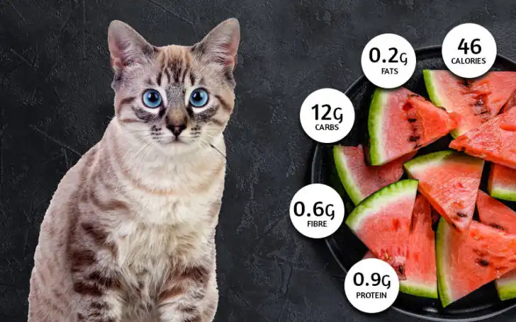 Cats Eat Watermelon,Can Cats Eat Watermelon