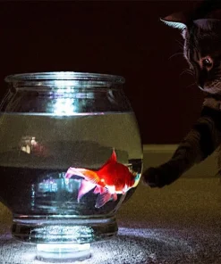 Waterproof RGB LED,RGB LED,LED Accent Lights,Accent Lights,Waterproof RGB LED Accent Lights