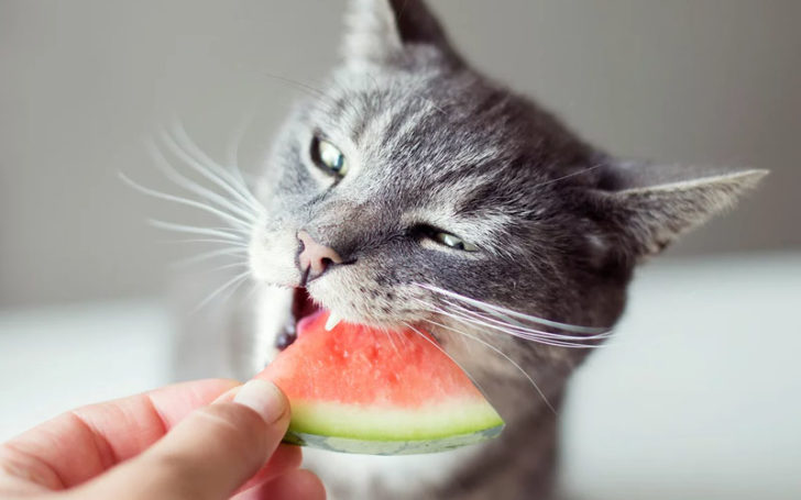 Cats Eat Watermelon,Can Cats Eat Watermelon