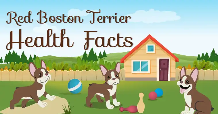 Red Boston Terrier,Red Boston,Boston Terrier