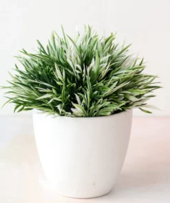 Petal Leaf Succulent