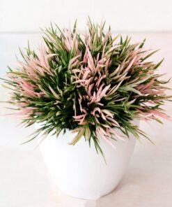 Petal Leaf Succulent