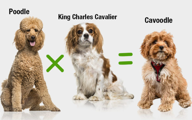 Cavoodle