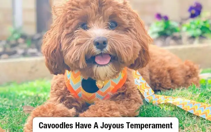 Cavoodle