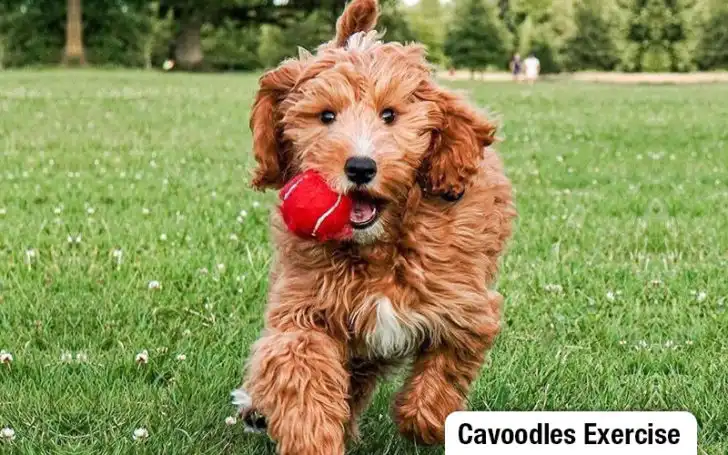 Cavoodle