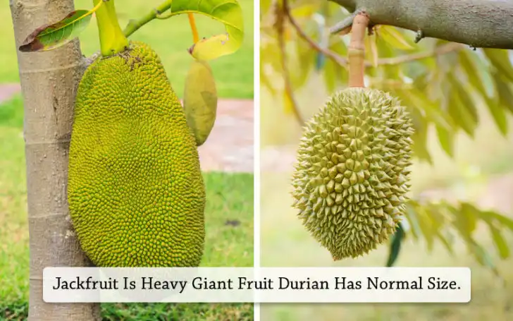 Jackfruit Vs Durian