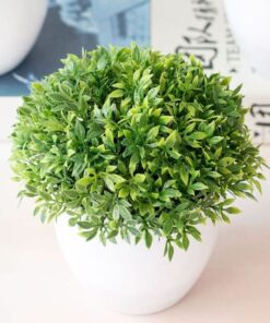 Petal Leaf Succulent