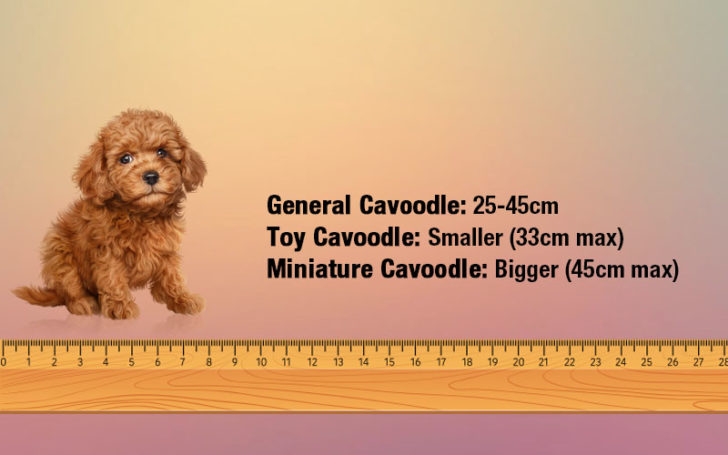 Cavoodle