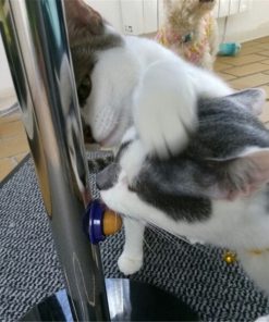 Sugar Ball,Energy Sugar,Cat Treats