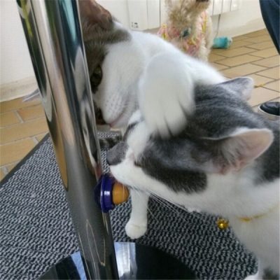 Sugar Ball,Energy Sugar,Cat Treats