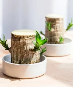 Lucky Wood Plant Office Decoration