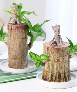 Lucky Wood Plant Office Decoration