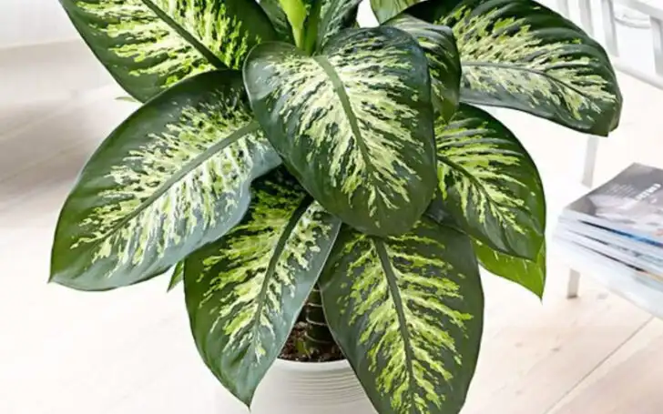 Dieffenbachia