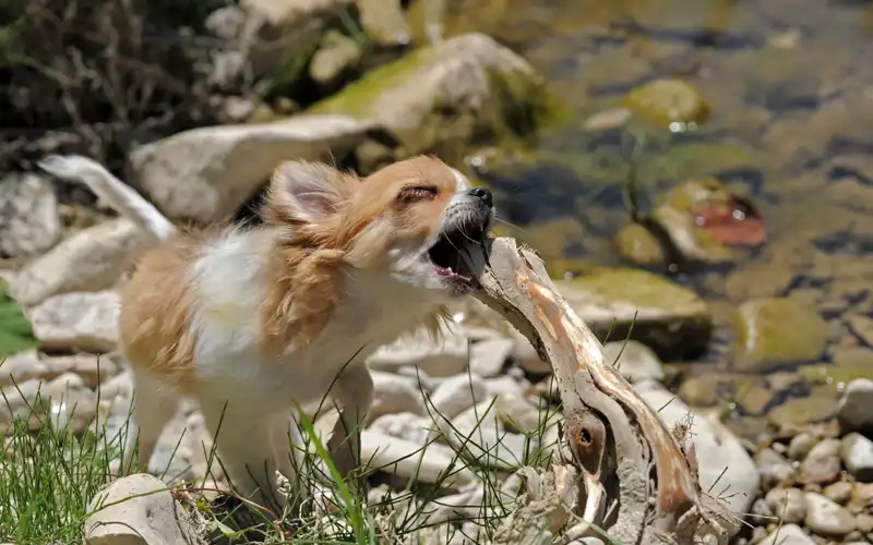 Long Haired Chihuahua