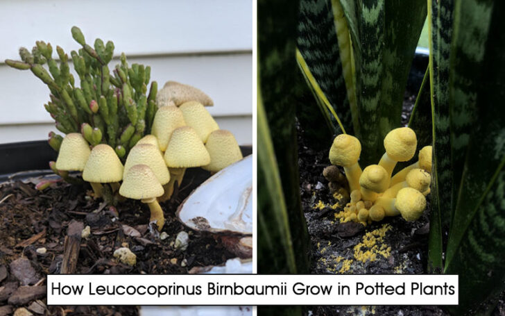 Leucocoprinus Birnbaumii