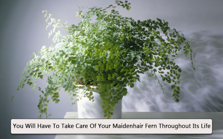 Maidenhair Fern