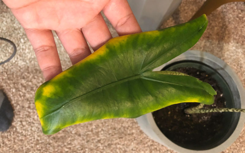 Alocasia Zebrina
