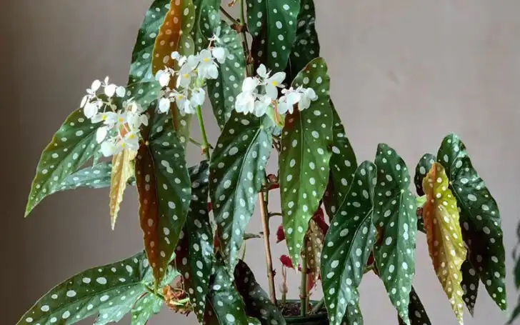 Begonia Maculata