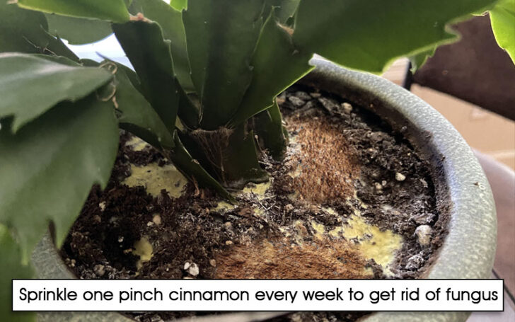 Leucocoprinus Birnbaumii