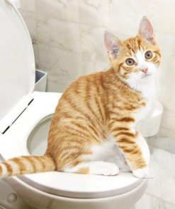 Muscle Simple Cat Toilet Trainer