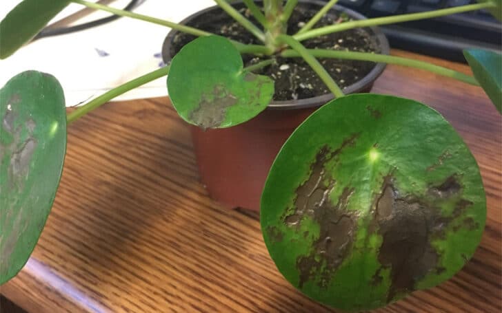 Pilea Peperomioides